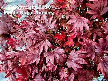Acer palmatum 'Adrian's Compact' - mapleridgenursery